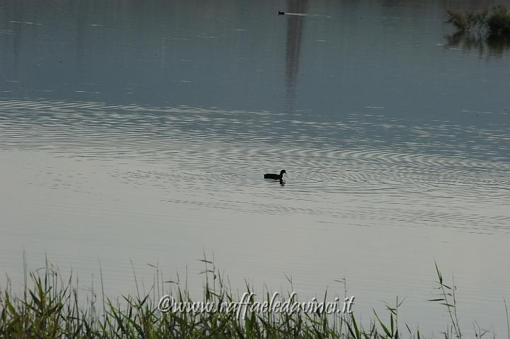 11.5.2011 Saline di Priolo con Antonella (303).JPG